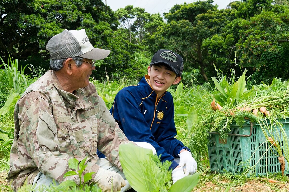 Người dân Okinawa Nhật Bản thu hoạch nông sản tại vườn