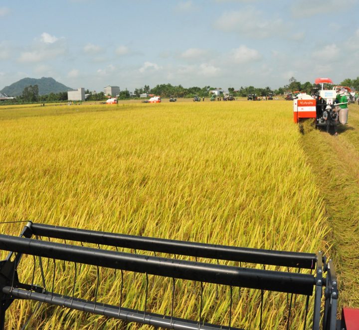 Giá gạo có thể tăng đến mức nào?
