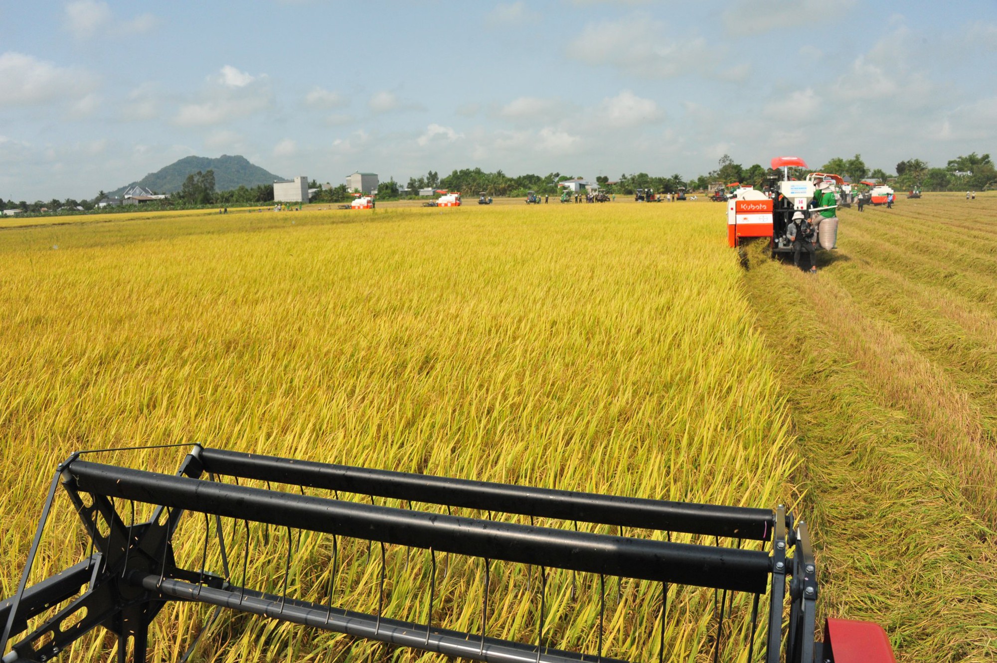 Nhiều nguồn cung gạo muốn tạm dừng xuất khẩu, chờ đến khi kết thúc vụ thu hoạch chính trong năm